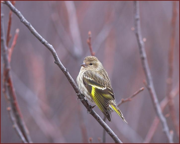 pine siskin