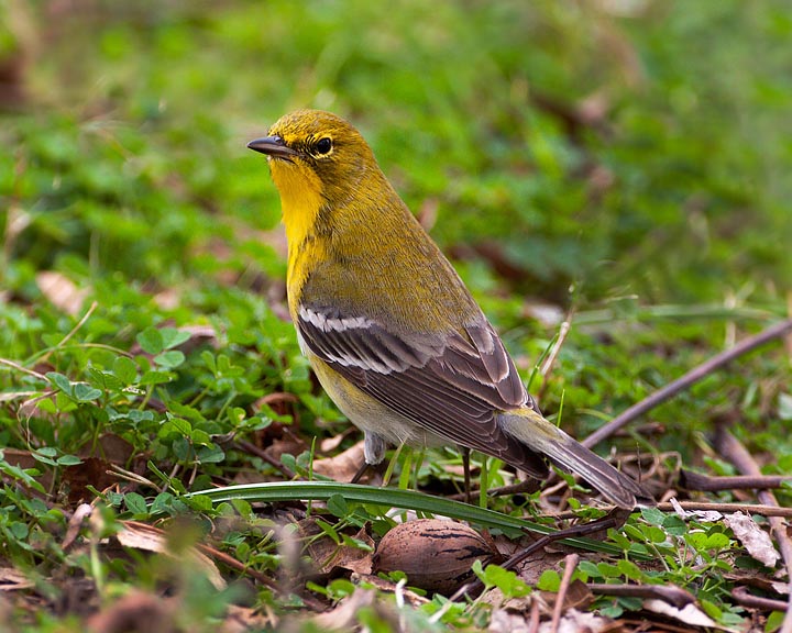 Pine Warbler