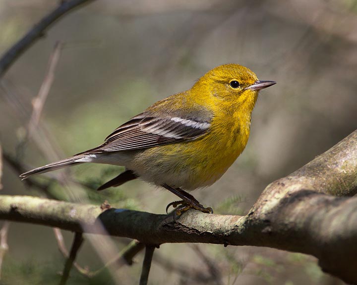 Pine Warbler