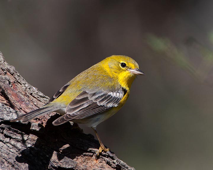 Pine Warbler