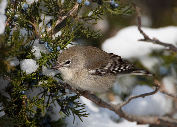 pine warbler