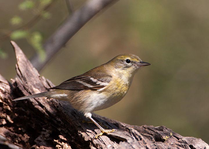 Pine Warbler