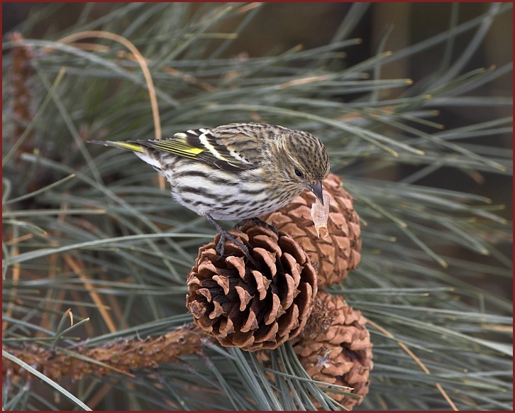 pine siskin