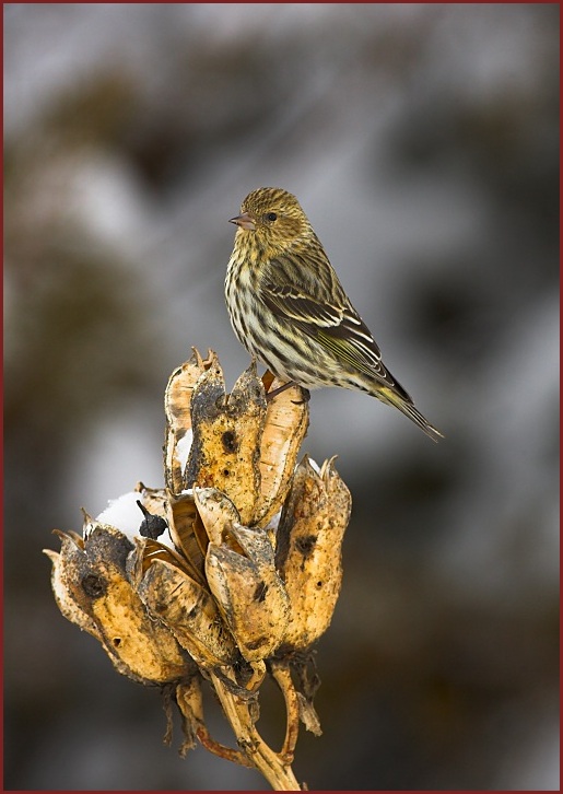 pine siskin