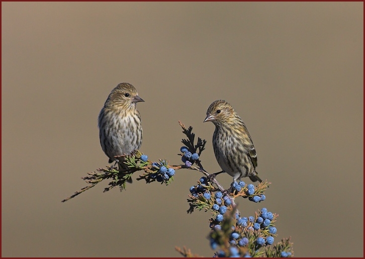 pine siskin