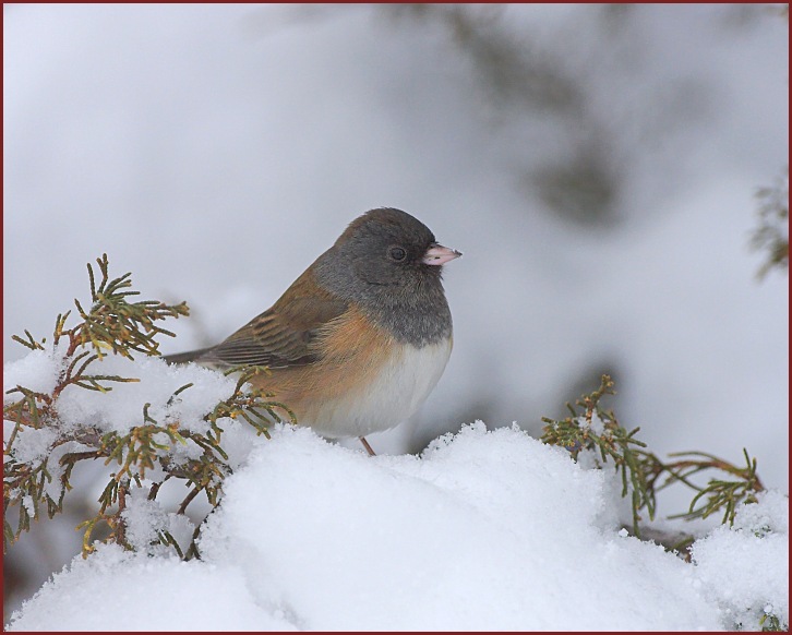 dark-eyed junco