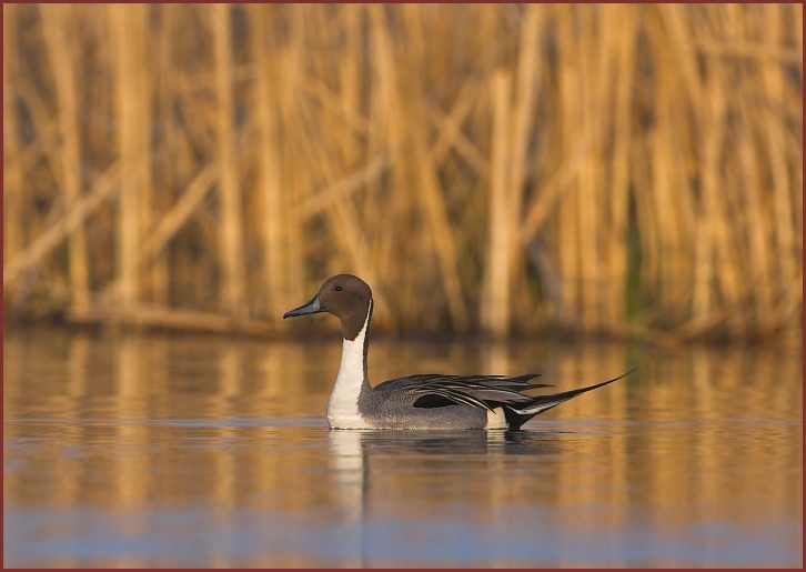 northern pintail