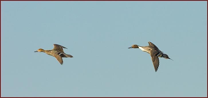 northern pintails