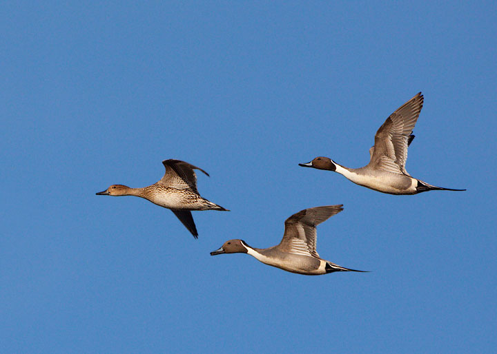 Northern Pintail