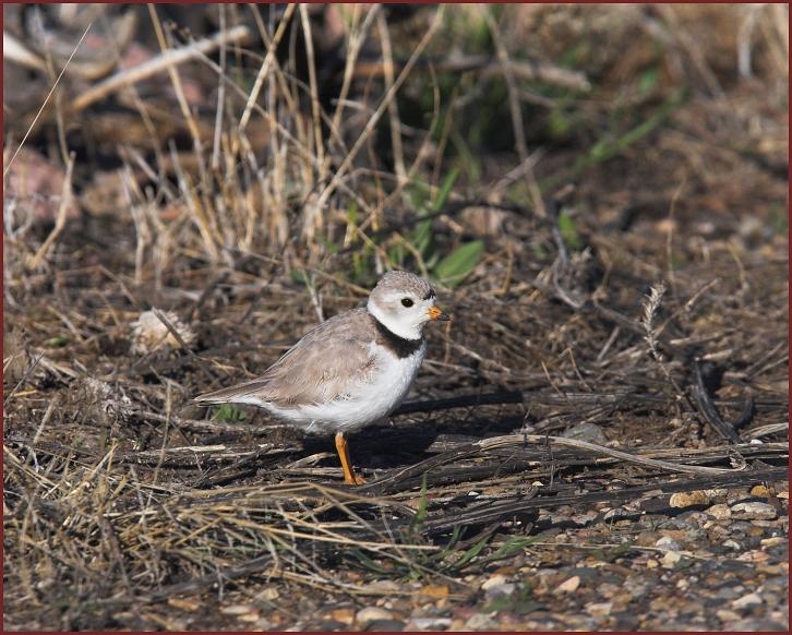 piping plover