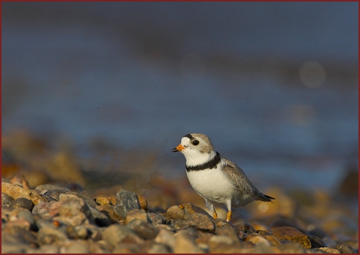 piping plover