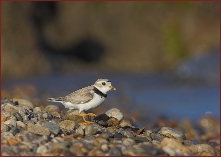 piping plover