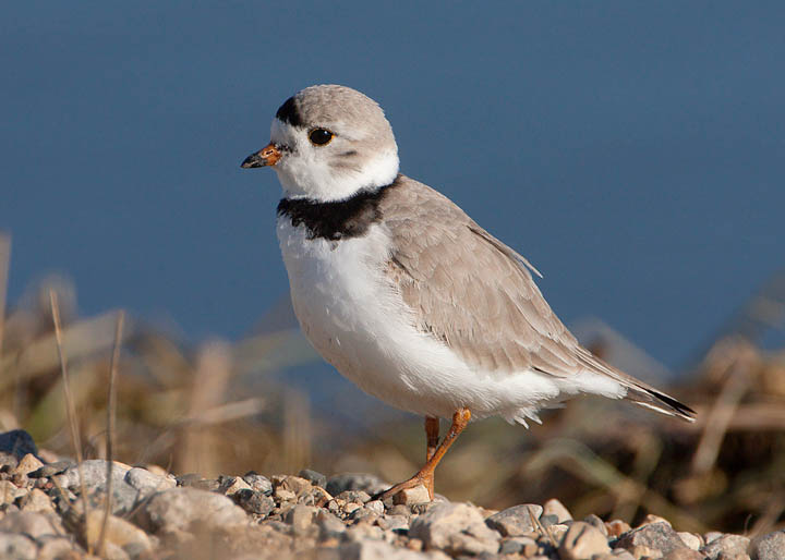 piping plover