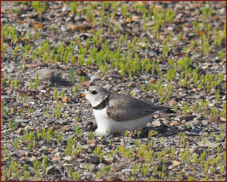 piping plover