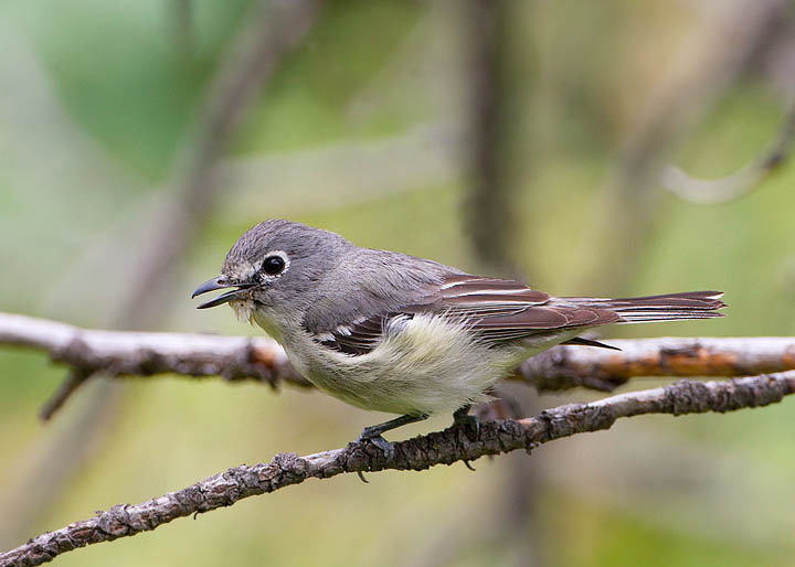 plumbeous vireo