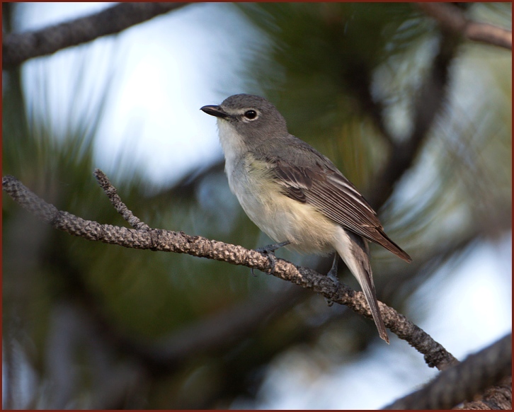 Plumbeous Vireo