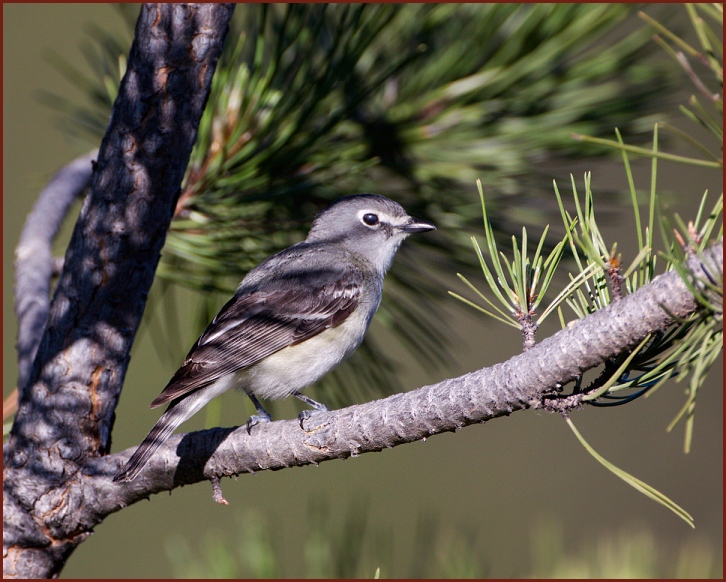 plumbeous vireo