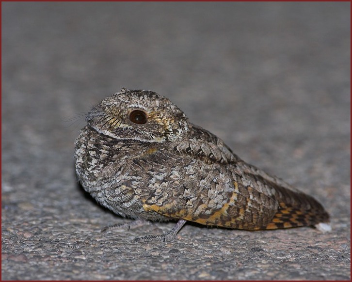 Common Poorwill