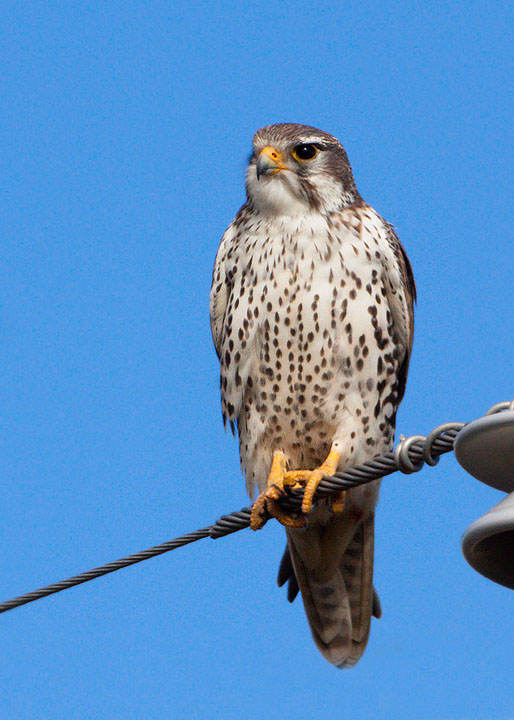 prairie falcon