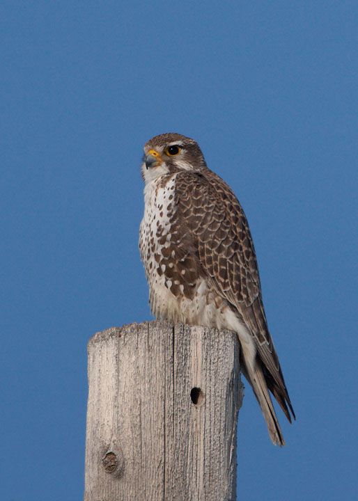 prairie falcon