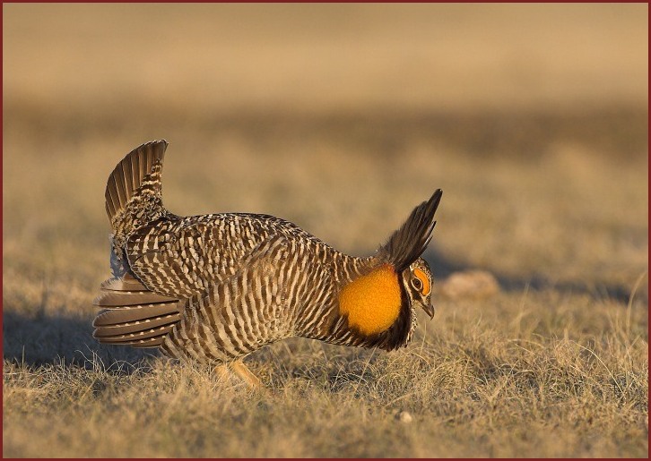 greater prairie chicken