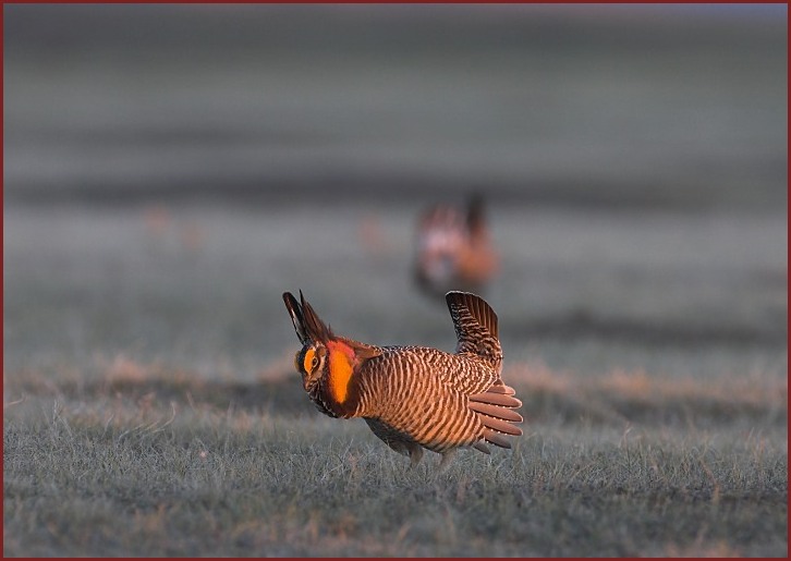 greater prairie chicken