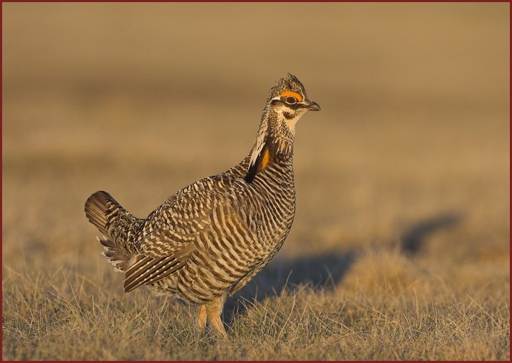 greater prairie chicken