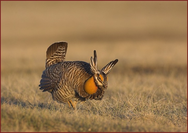 greater prairie chicken