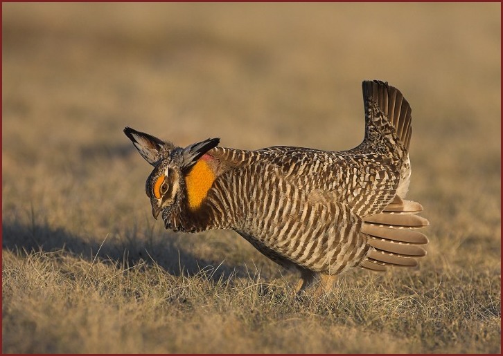 greater prairie chicken