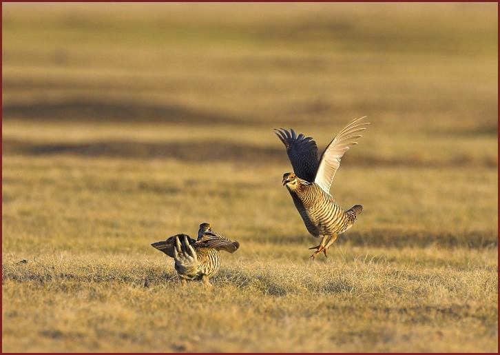 greater prairie chicken