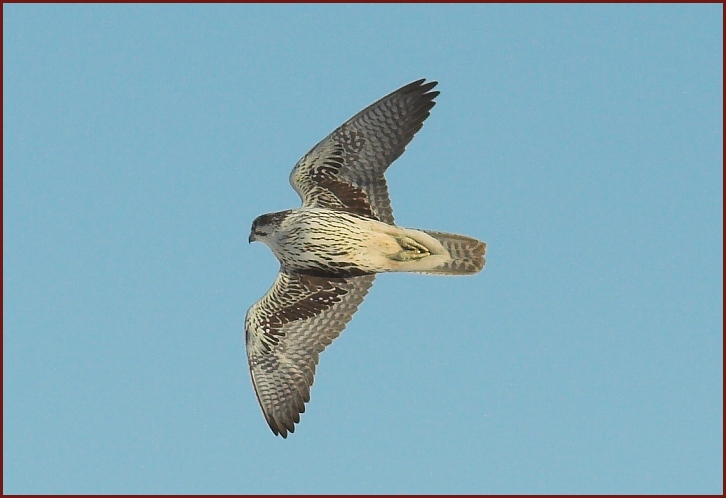 prairie falcon