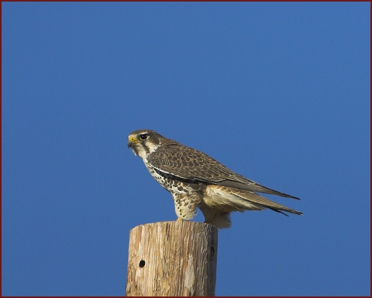 prairie falcon