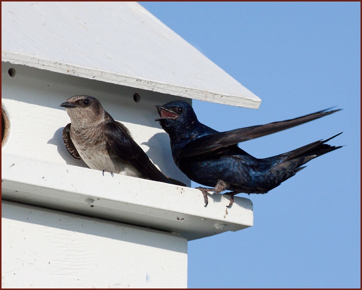 Purple Martin