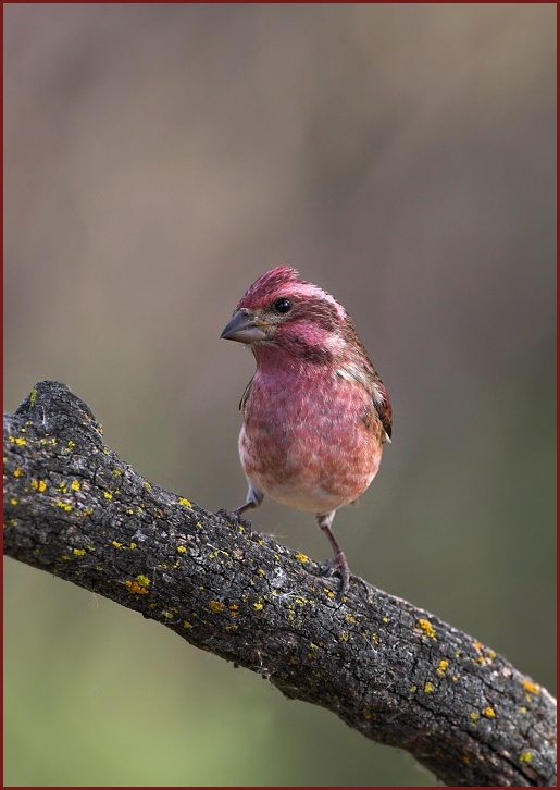 purple finch