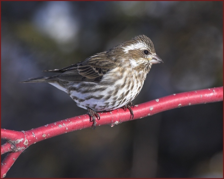 purple finch