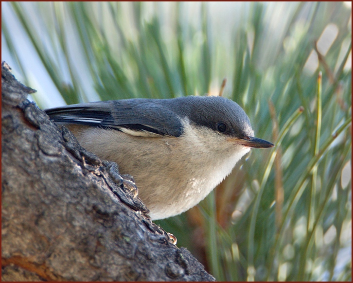 pygmy nuthatch