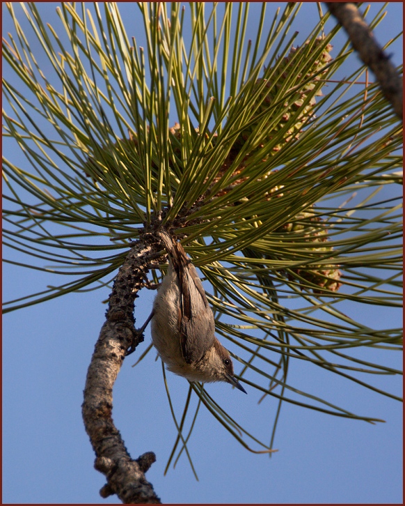 pygmy nuthatch