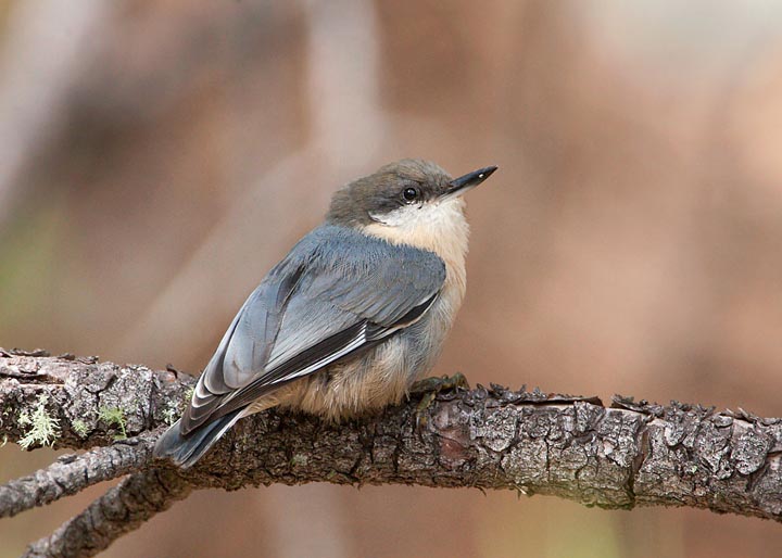 pygmy nuthatch