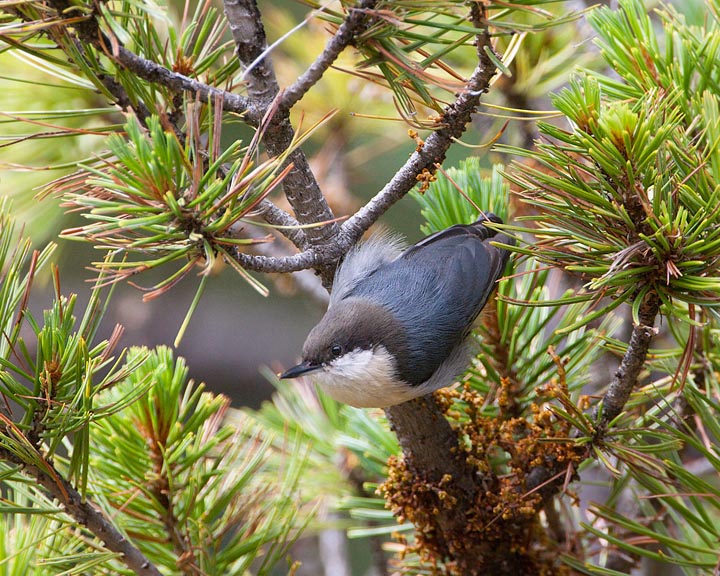 pygmy nuthatch