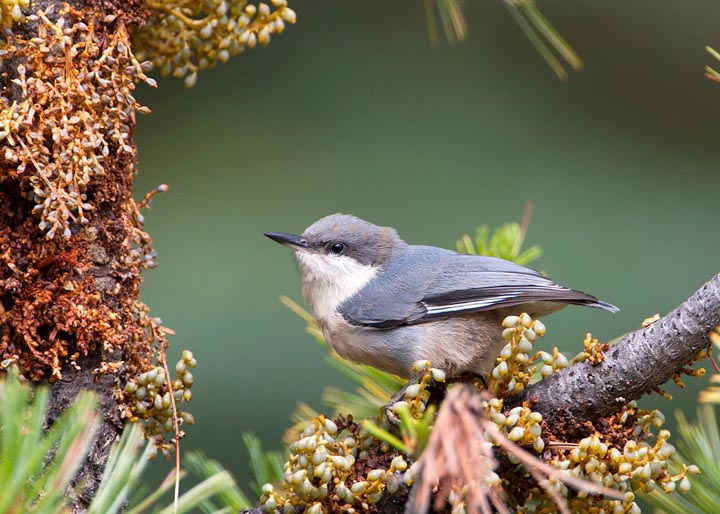 pygmy nuthatch