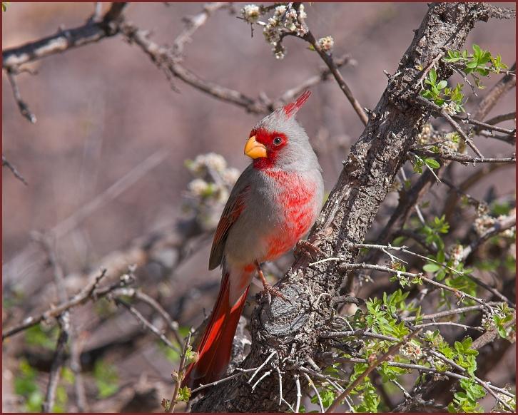 pyrrhuloxia