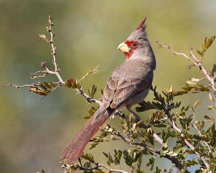 pyrrhuloxia