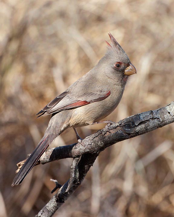 pyrrhuloxia