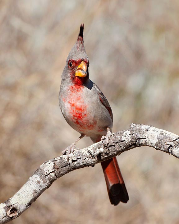 pyrrhuloxia