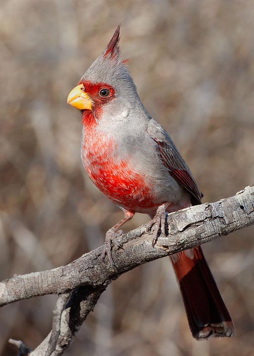 pyrrhuloxia