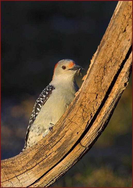 red-bellied woodpecker