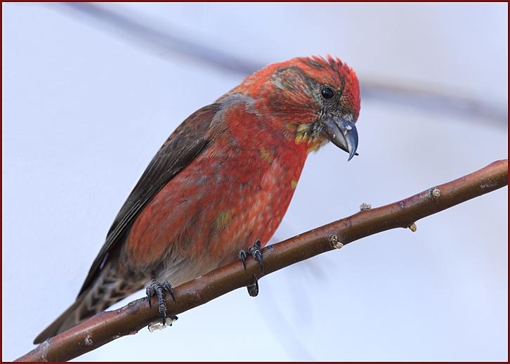 red crossbill