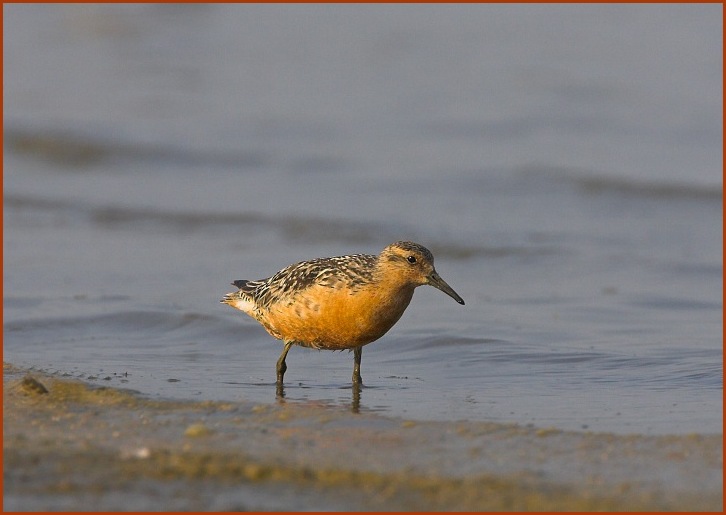 red knot