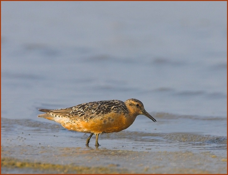 red knot