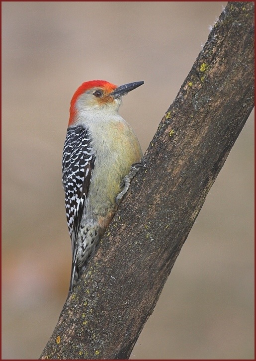 red-bellied woodpecker